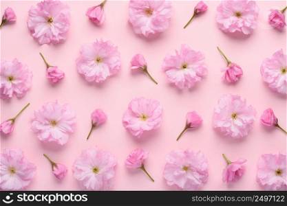 Floral pattern of sakura flowers and buds on pastel pink background. Soft cute flower pattern flat lay top view.