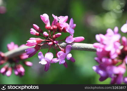 Floral sapanwood