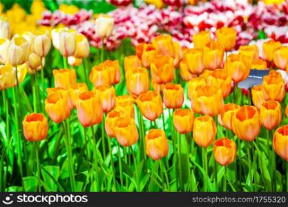 Floral Tulips Background. Tulip Field