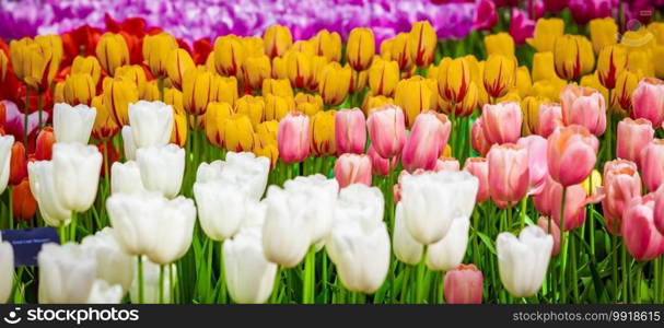 Floral Tulips Background. Tulip Field