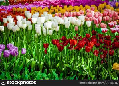 Floral Tulips Background. Tulip Field