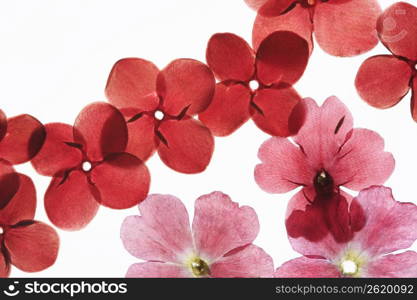 Floret pressed flower