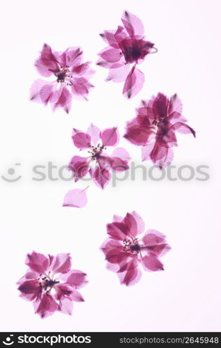 Floret pressed flower