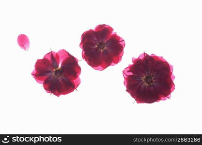 Floret pressed flower