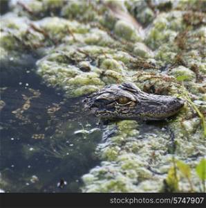 Florida Baby Alligator In The Swamp