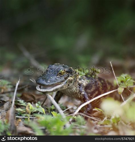 Florida Baby Alligator In The Swamp
