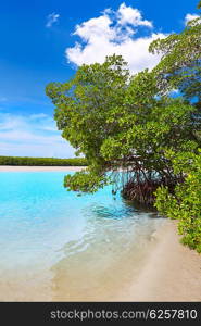 Florida bonita Bay beach mangrooves in USA