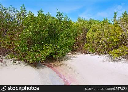 Florida bonita Bay beach mangrooves in USA