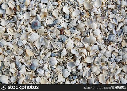 Florida Fort Myers beach sea shells sand in USA