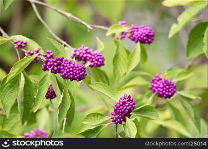 Florida Native Beauty Berry abstract