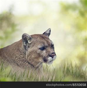 Florida panther or cougar, close up portrait. Florida panther or cougar