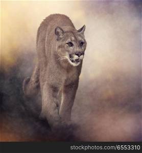 Florida panther or cougar digital painting