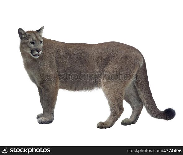 Florida panther or cougar isolated on white background. Florida panther or cougar