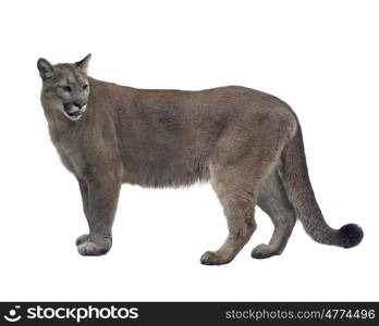 Florida panther or cougar isolated on white background. Florida panther or cougar