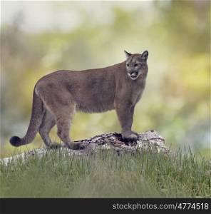 Florida panther or cougar on a log. Florida panther or cougar