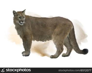 Florida panther or cougar watercolor painting. Florida panther or cougar watercolor