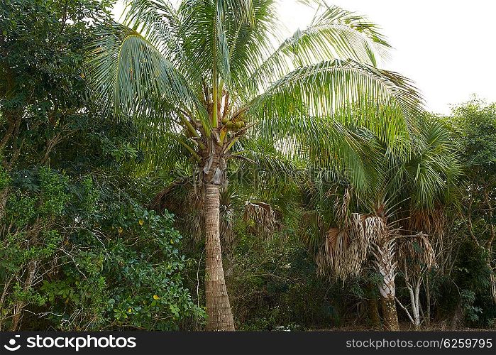Florida Sanibel and Captiva island coconut palm trees in US
