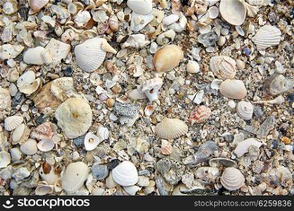 Florida Sanibel Island beach sea shells sand in USA
