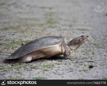 Florida Softshell Turtle digging a hole to lay its eggs in Florida wetlands