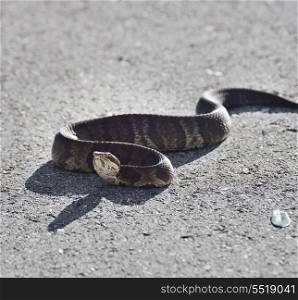 Florida Water Snake Crossing The Road