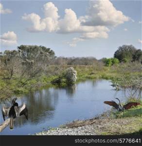 Florida Wetlands Against Blue Sky