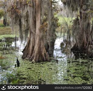 Florida Wetlands In Winter Time