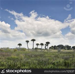 Florida Wetlands Landscape With A Beautiful Sky