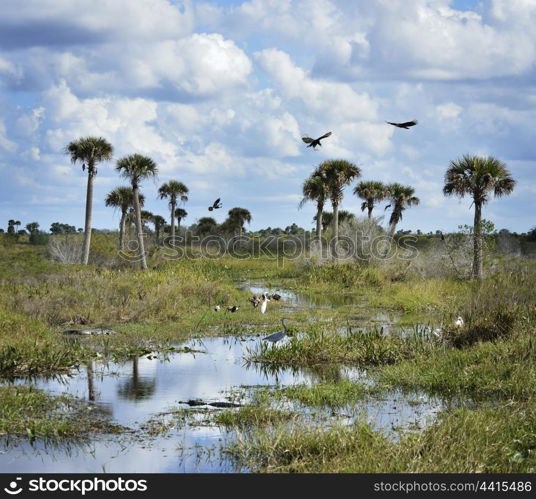 Florida Wetlands With Birds And Alligators