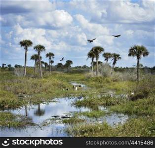 Florida Wetlands With Birds And Alligators