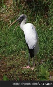 Florida White Stork , see in Everglades.