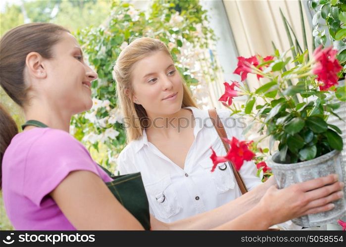 Florist showing customer a flowering pot plant