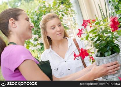 Florist showing customer a flowering pot plant
