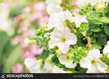 Flourish white flowers in the fragrant summer garden