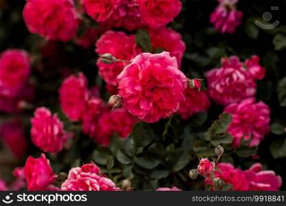 flourishing pink rose bush, full bloom in the garden. flourishing pink rose bush, full bloom in the garden.