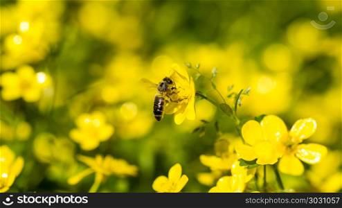 flower and bee. Bee on yellow spring flowers in the field on sunny day