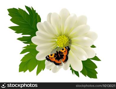 flower and butterfly isolated on white background