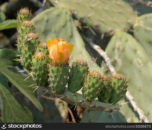 Flower and fruit ovary large prickly cactus opuntia, Israel.