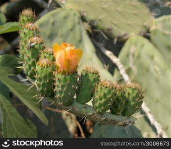 Flower and fruit ovary large prickly cactus opuntia, Israel.