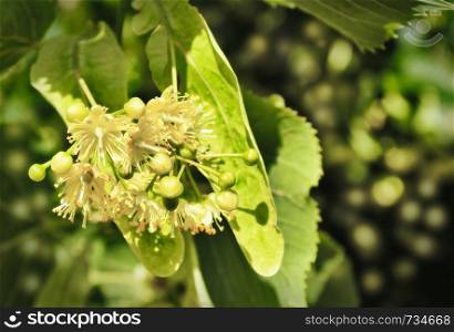 Flower and leaf Linden,Tilia. Medicinal plant