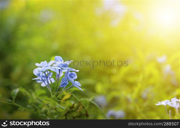 Flower and nature view of green leaf. nature background.
