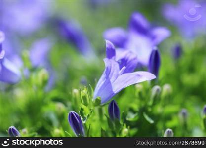 Flower and Plant in spring
