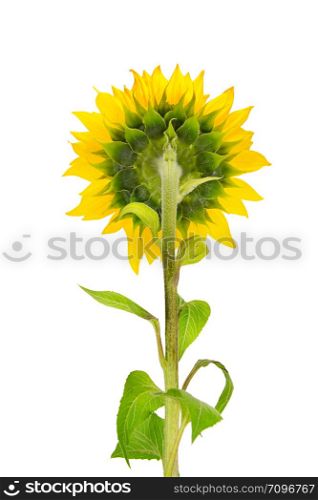 Flower and stalk sunflower isolated on white background. Back view.