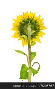 Flower and stalk sunflower isolated on white background. Back view.