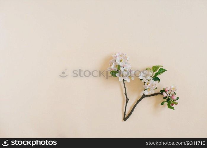 Flower apple tree on a beige background with space for text. Top view, flat lay