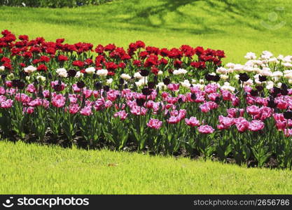 Flower arrangement