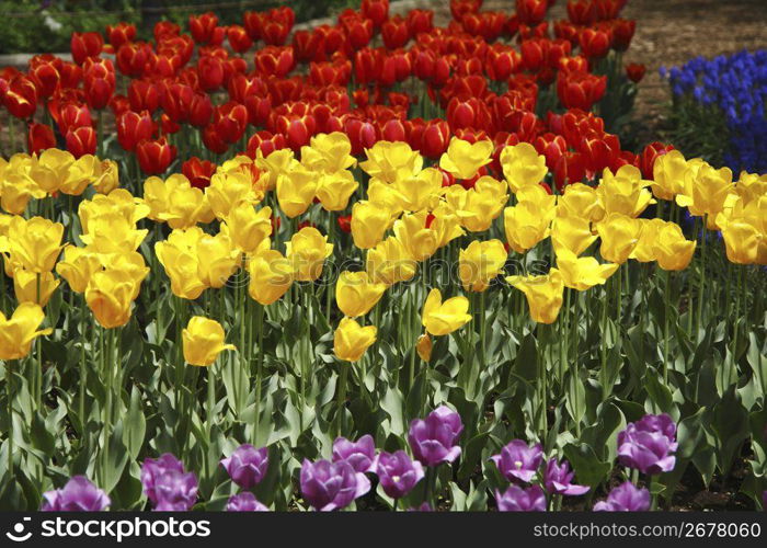 Flower arrangement