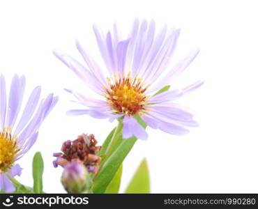 flower aster perennial on a white background