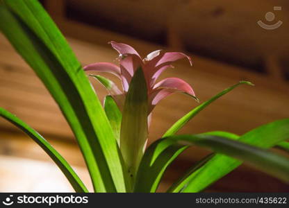 Flower at home, beutiful design and lights, 2018. Latvia