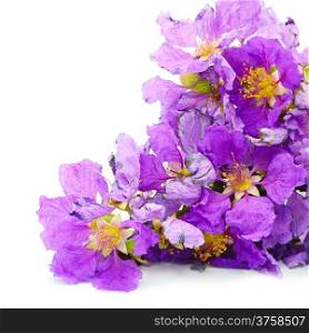Flower background, beautiful violet flower, Pride of India or Queen&rsquo;s flower (Lagerstroemia speciosa), isolated on a white background