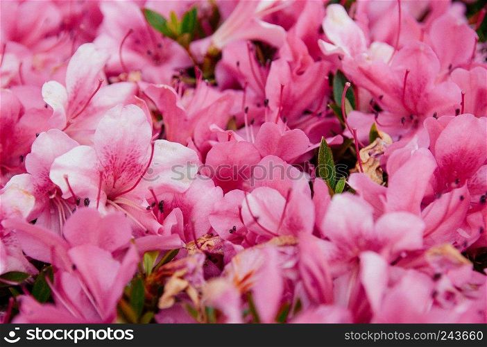 Flower background flower garden of Pink Rhododendron or Azalea blossom bush in spring time, Nagoya - Japan